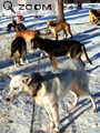 Yukon-2006