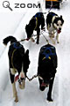 Les chiens de Nini