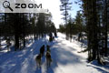 Foret