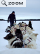 17 chiens