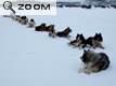 17 chiens