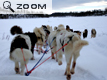 17 chiens