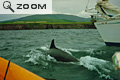 Fungie à Dingle