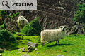 Moutons